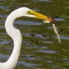 An Egret Catches Lunch