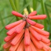 Red Hot Poker