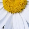 Shasta Daisy