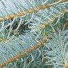 Blue Spruce