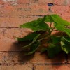 Bricks and Plants