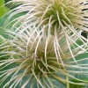 Clematis Seed Pods